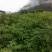 花椒苗九叶青花椒苗易管理产量高