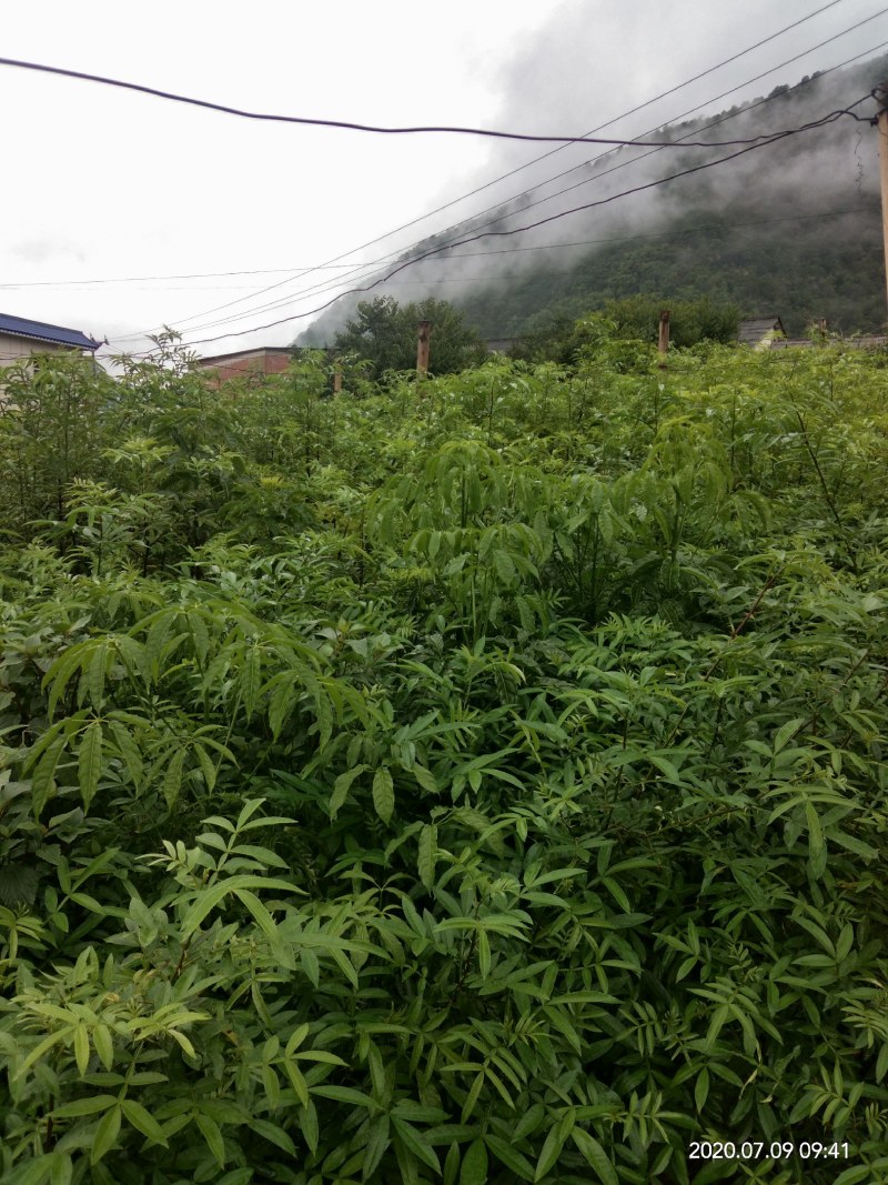花椒苗九叶青花椒苗易管理产量高