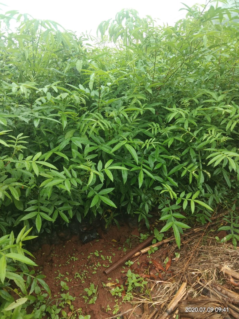 花椒苗九叶青花椒苗易管理产量高