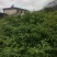 花椒苗九叶青花椒苗易管理产量高