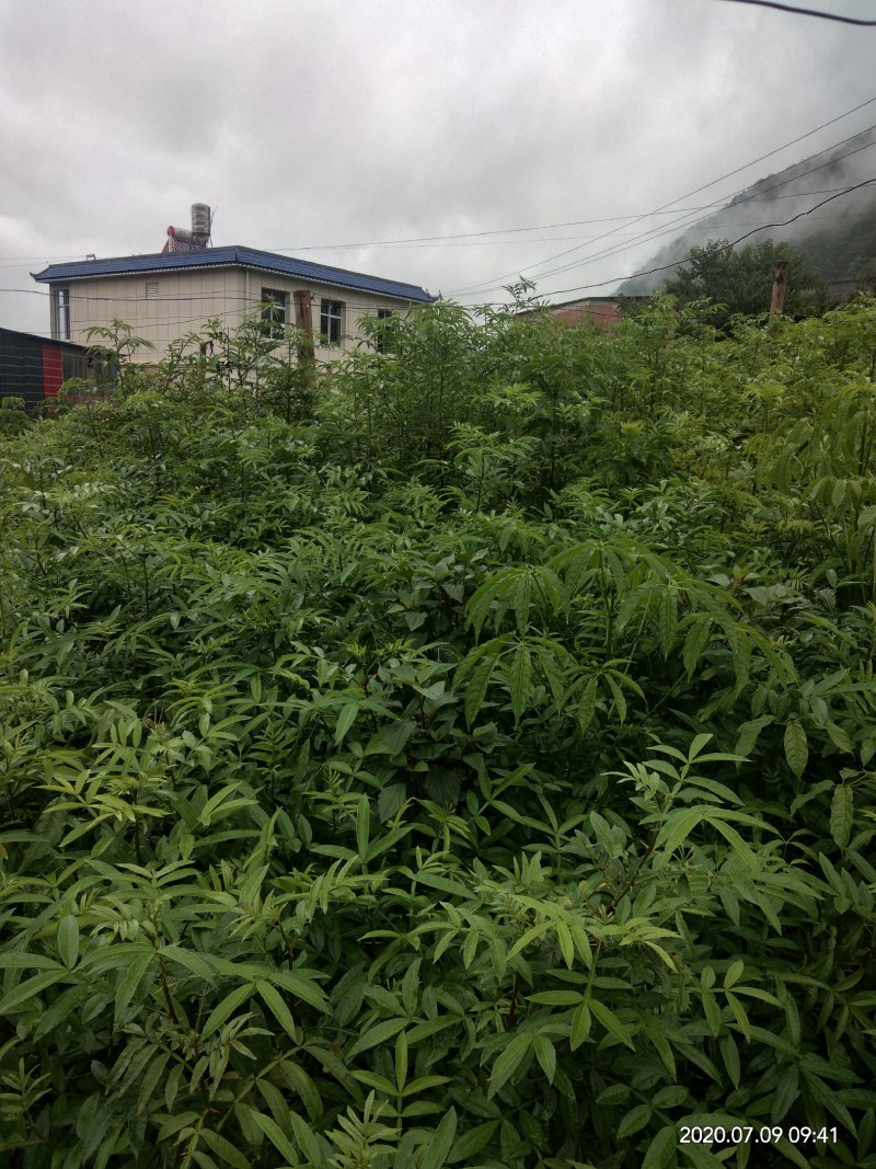 花椒苗九叶青花椒苗易管理产量高
