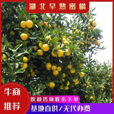 特早蜜橘，合作社直供，农商对接，无代办费