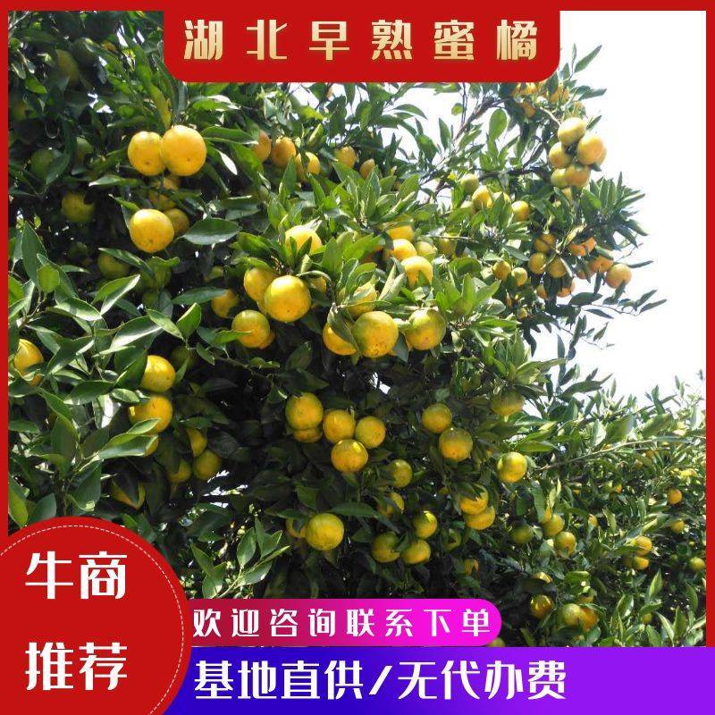 特早蜜橘，合作社直供，农商对接，无代办费