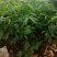 火镰菜苗滇西南药食兼用树种