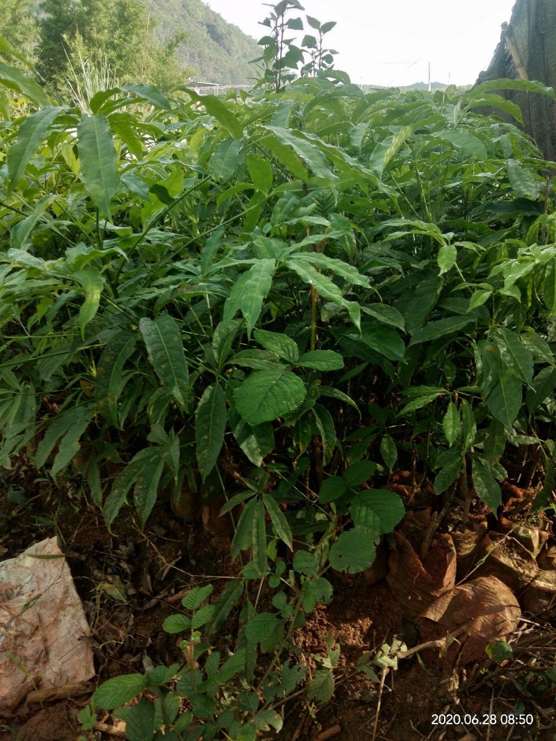 火镰菜苗滇西南药食兼用树种