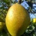 陕西红香酥梨电商商超！！大量有货！一件代发