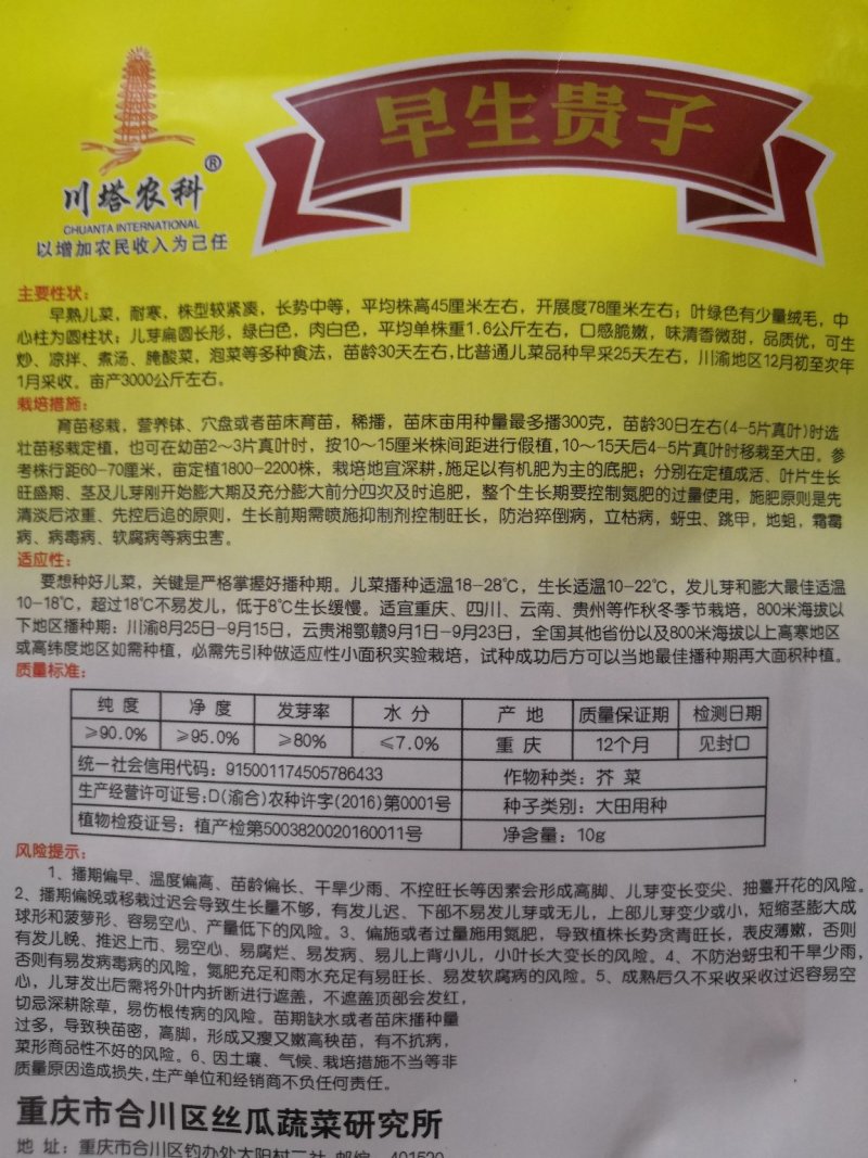 特早熟脆甜儿菜种子比普通儿菜早25天采收
