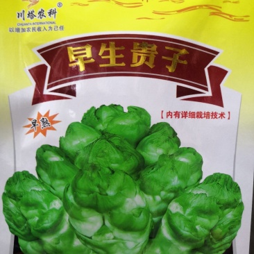 特早熟脆甜儿菜种子比普通儿菜早25天采收