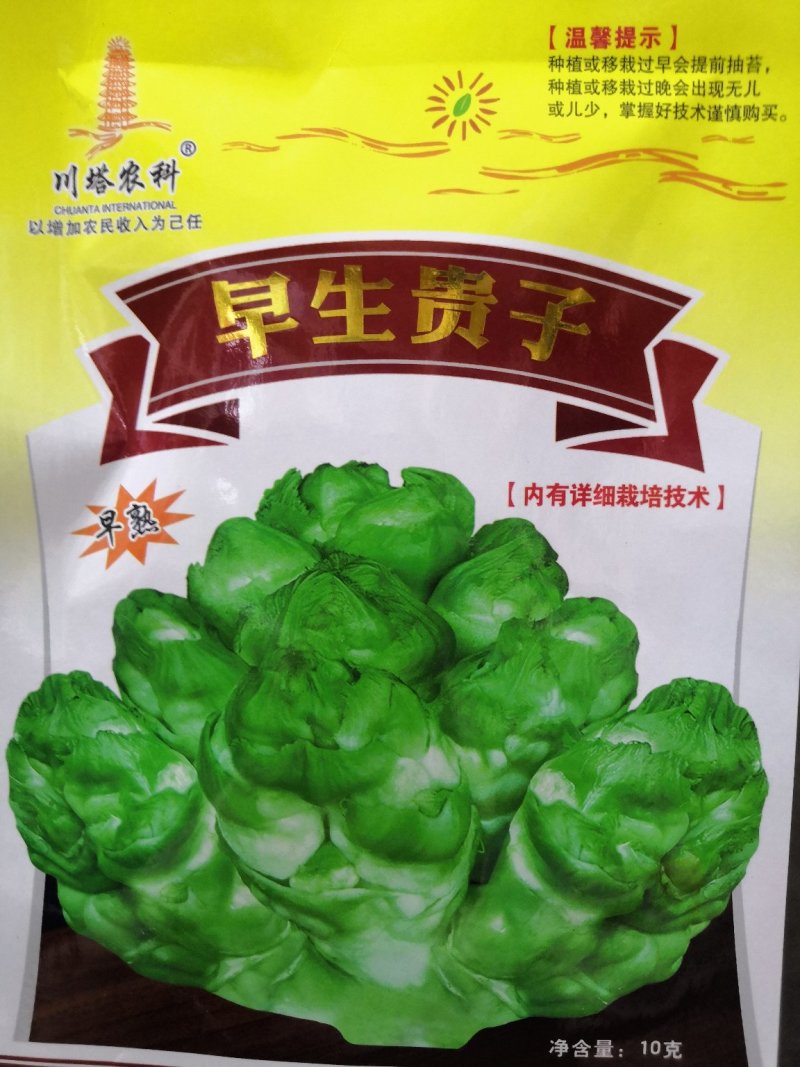 特早熟脆甜儿菜种子比普通儿菜早25天采收