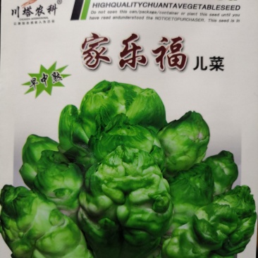 儿菜种子早中熟绿多儿脆嫩清香家乐福儿菜种子