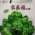 儿菜种子早中熟绿多儿脆嫩清香家乐福儿菜种子
