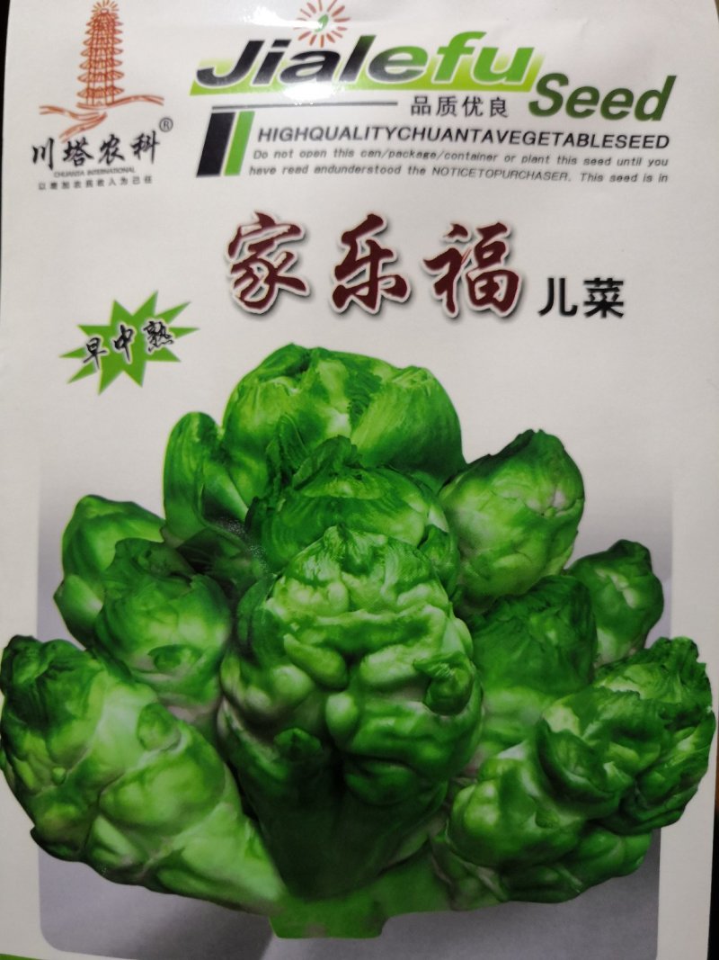 儿菜种子早中熟绿多儿脆嫩清香家乐福儿菜种子