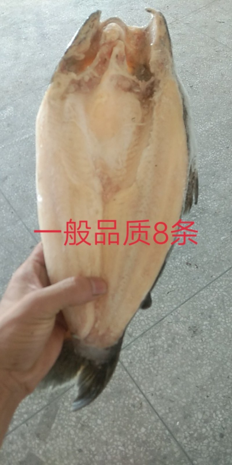 国产巴沙，一吨起也发发发发发发，只要你需要这条鱼。