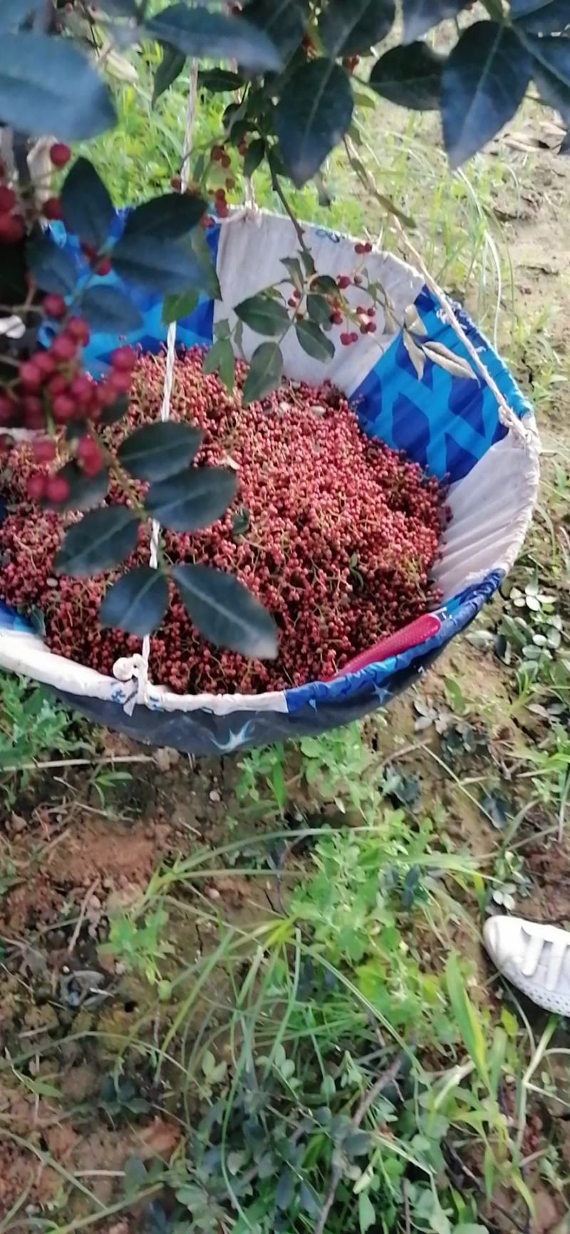 陕西大红袍花椒(包邮，实拍)货真价实，大量现货供应