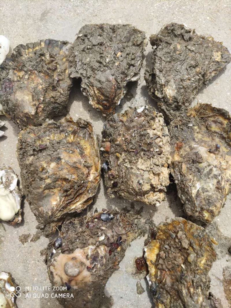 大连长海县三倍体生蚝