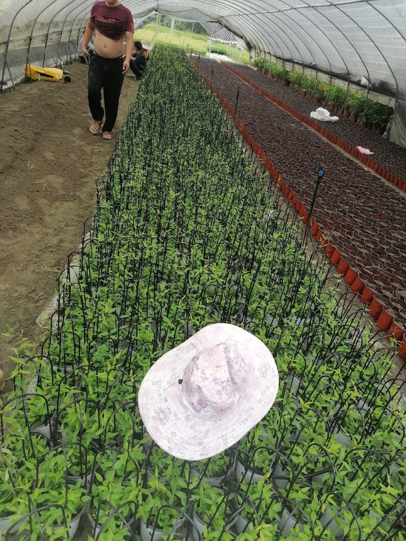 自家苗圃供应法国香水杯苗基地直销一手货源视频看货