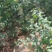 狮子头花椒苗，大红泡花椒苗