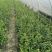 风车茉莉杯苗40-50公分，自然高度1-1.5米