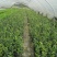 风车茉莉杯苗40-50公分，自然高度1-1.5米