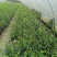 风车茉莉杯苗40-50公分，自然高度1-1.5米