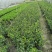 风车茉莉杯苗40-50公分，自然高度1-1.5米
