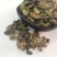 鼠妇潮虫子、潮虫、团子虫、地虱婆货好量大要多了有优惠