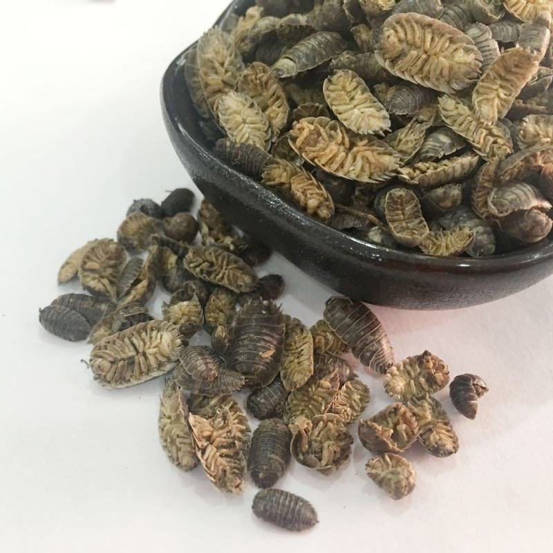 鼠妇潮虫子、潮虫、团子虫、地虱婆货好量大要多了有优惠