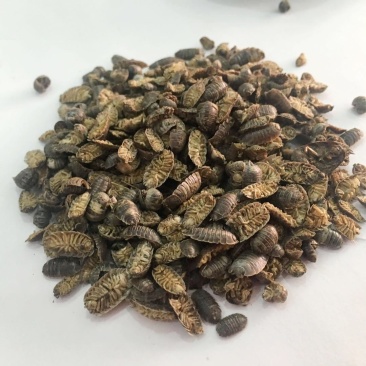 鼠妇潮虫子、潮虫、团子虫、地虱婆货好量大要多了有优惠