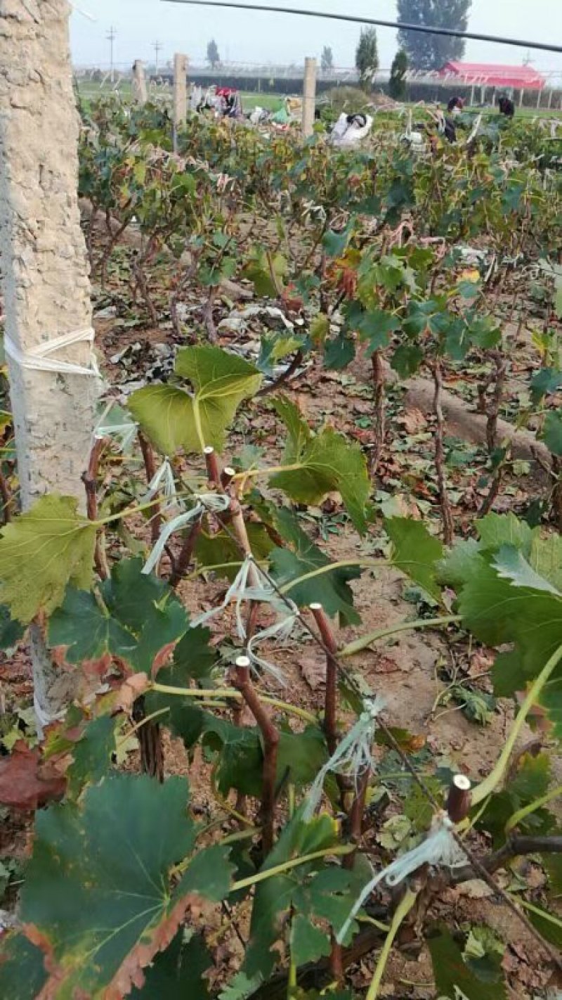 河北邯郸常年提供各种规格优质占地葡萄树，葡萄苗