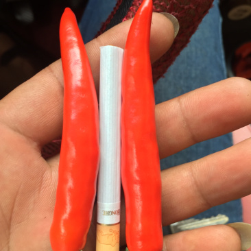 云南文山新鲜小米椒大量上市