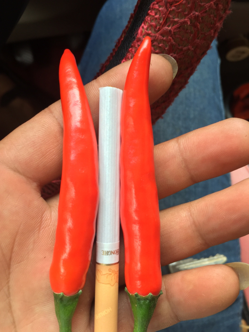 云南文山新鲜小米椒大量上市