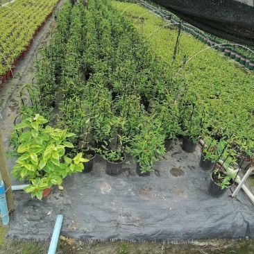 法国香水杯苗40-50公分，白杯子，黑杯子都有