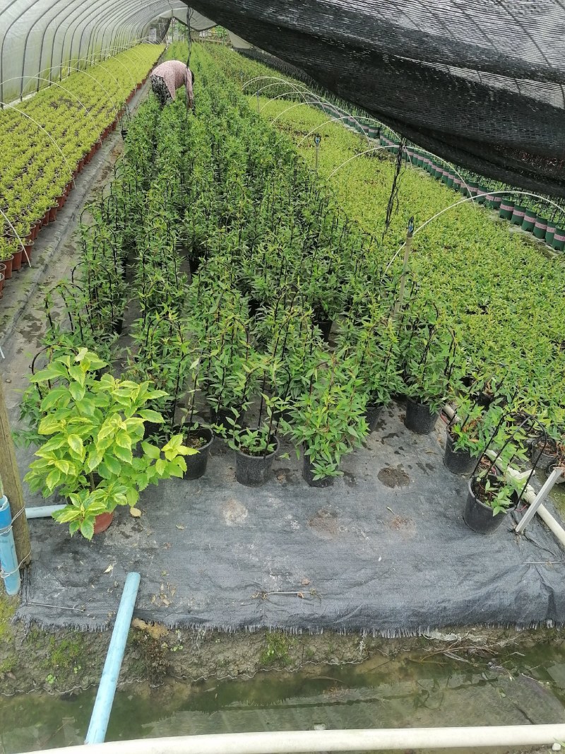 法国香水杯苗40-50公分，白杯子，黑杯子都有