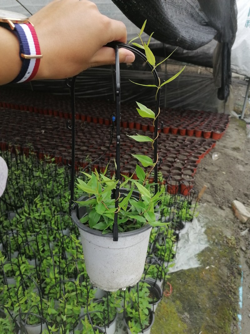 法国香水杯苗40-50公分，白杯子，黑杯子都有