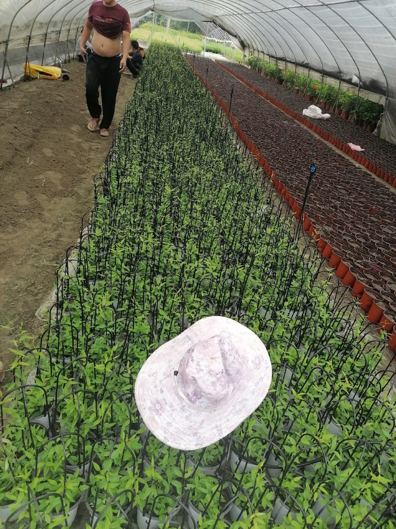 法国香水杯苗40-50公分，白杯子，黑杯子都有