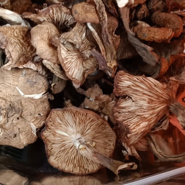 榛蘑地头价批发，干货本地榛蘑，口感鲜美，适合长期存货。