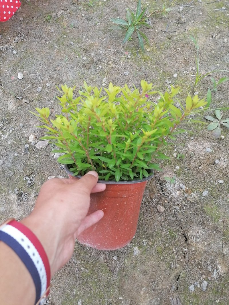 出售双色杯金叶满天星，冠幅20