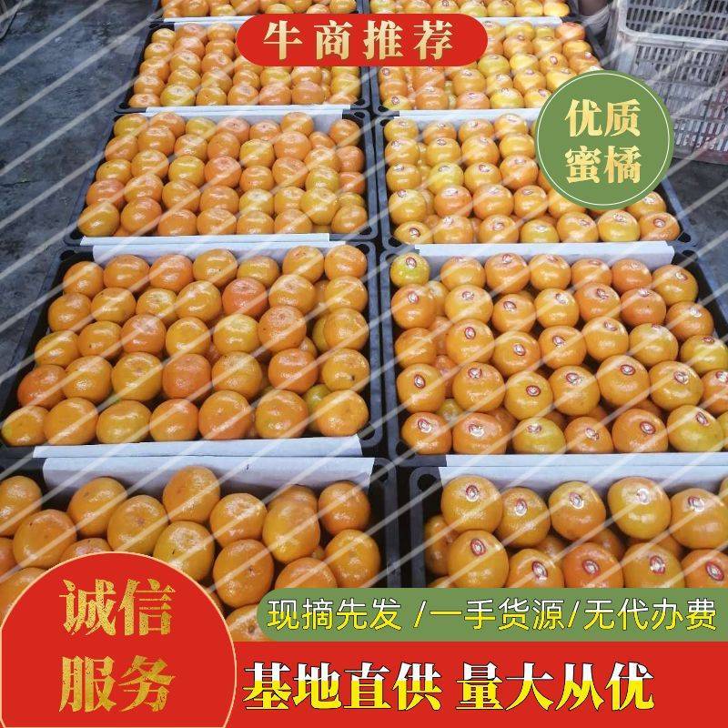新品蜜橘，合作社直供无代办费，优质货源，优质服务