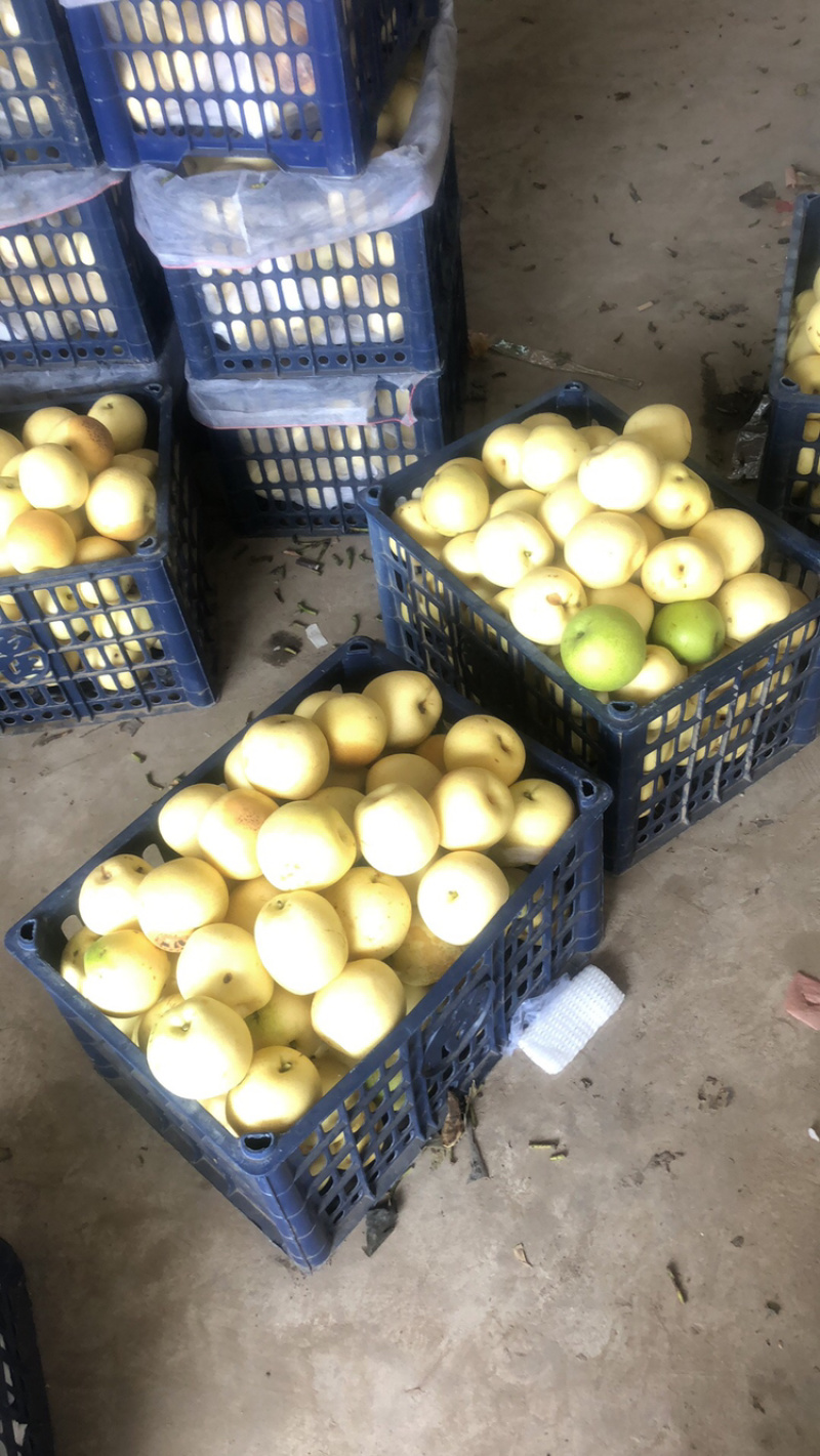 皇冠二级梨皇冠光梨大量现货需要的老板联系我吧