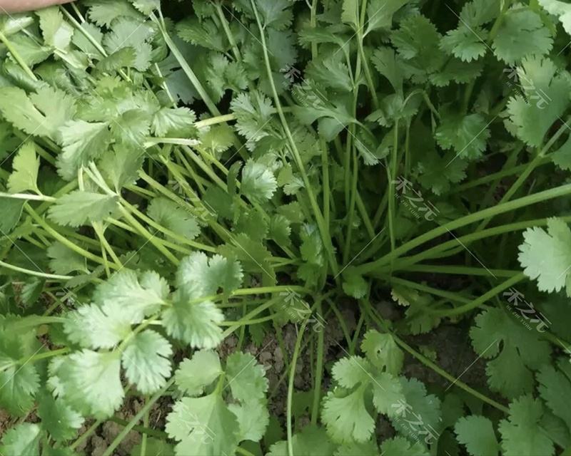 香菜上市需要直接私信订