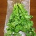 香菜上市需要直接私信订