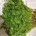 香菜上市需要直接私信订