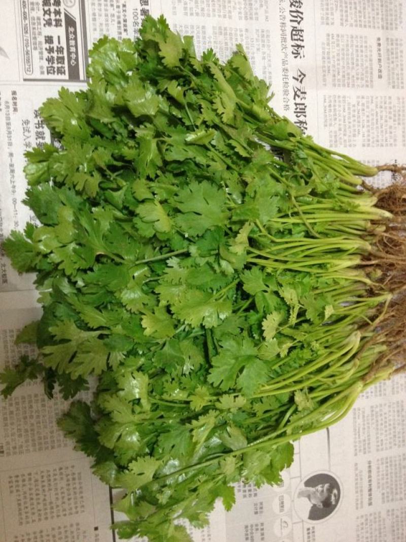 香菜上市需要直接私信订