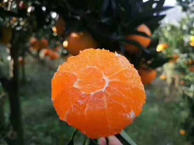 秭归九月红脐橙果肉细嫩水份足无核化渣用吸管吸汁的橙子