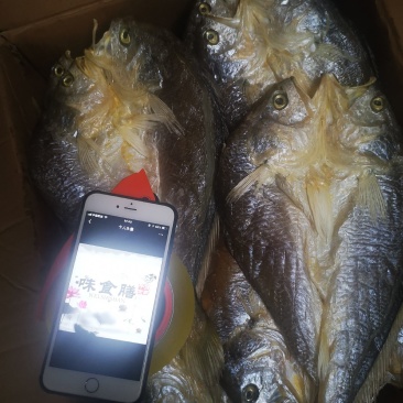 真食膳福建特产霞浦大黄瓜鱼