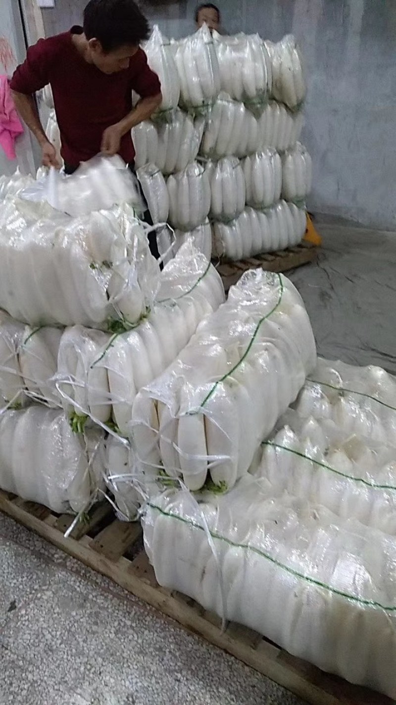 【商超供货】湖北精品水洗白萝卜，对接市场，电商平台，酱菜厂