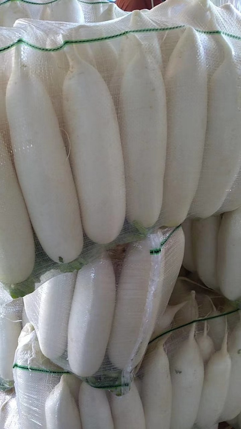 【商超供货】湖北精品水洗白萝卜，对接市场，电商平台，酱菜厂