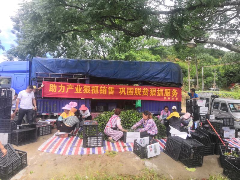 云南蜜桔堂上蜜桔特早蜜桔