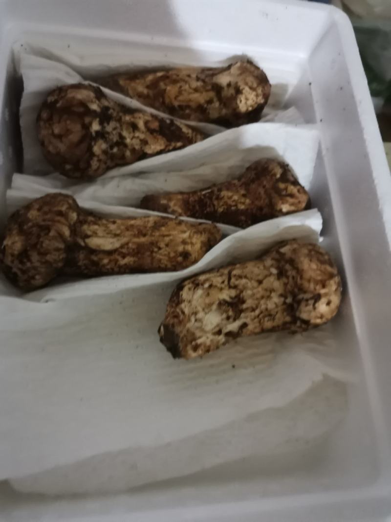 香格里拉，精品松茸好