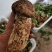 香格里拉，精品松茸好